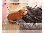 Dachshund DOG FOR ADOPTION RGADN-1360333 - Bun Bun - Dachshund (short coat) Dog