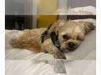 Shih Tzu Mix DOG FOR ADOPTION RGADN-1360355 - Pirate - Shih Tzu / Mixed (medium