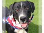 Lab-Pointer DOG FOR ADOPTION RGADN-1360357 - Dr. Seuss - Labrador Retriever /
