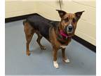 Australian Kelpie Mix DOG FOR ADOPTION RGADN-1360370 - TEPPO - Australian Kelpie
