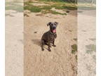 Weimaraner Mix DOG FOR ADOPTION RGADN-1360445 - Dash - Weimaraner / Mixed (short