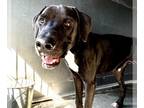 Labrador Retriever DOG FOR ADOPTION RGADN-1360496 - BUDDY - Labrador Retriever