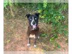 Labrador Retriever-Siberian Husky Mix DOG FOR ADOPTION RGADN-1360543 - KALI -