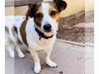 Dachshund Mix DOG FOR ADOPTION RGADN-1360552 - OPAL - Jack Russell Terrier