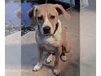 Beagle Mix DOG FOR ADOPTION RGADN-1360559 - Boo Bayou - Beagle / Mixed Dog For