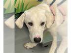Great Pyrenees Mix DOG FOR ADOPTION RGADN-1360589 - CURLY - Great Pyrenees /