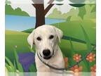 Great Pyrenees Mix DOG FOR ADOPTION RGADN-1360591 - MO - Great Pyrenees / Mixed