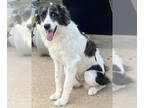 Australian Shepherd-Black Mouth Cur Mix DOG FOR ADOPTION RGADN-1360595 - Piggy -