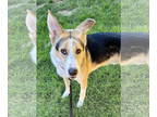 Collie Mix DOG FOR ADOPTION RGADN-1360632 - Royal - Collie / Shepherd / Mixed