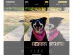Australian Shepherd DOG FOR ADOPTION RGADN-1360634 - Bailey - Australian