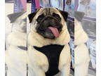 Pug DOG FOR ADOPTION RGADN-1360704 - Freddy - Pug (short coat) Dog For Adoption