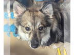 Huskies -Pomeranian Mix DOG FOR ADOPTION RGADN-1360727 - Chase - Pomeranian /