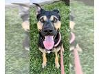 Rottweiler Mix DOG FOR ADOPTION RGADN-1360771 - *ORSON - Rottweiler / Mixed