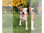 American Pit Bull Terrier Mix DOG FOR ADOPTION RGADN-1360784 - Biggie - American