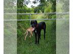 Great Dane DOG FOR ADOPTION RGADN-1360825 - Jack - Great Dane (short coat) Dog