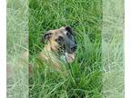 Great Dane DOG FOR ADOPTION RGADN-1360827 - Zoey - Great Dane (short coat) Dog