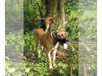 Great Dane DOG FOR ADOPTION RGADN-1360828 - Zuri - Great Dane (short coat) Dog