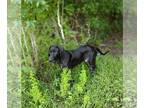 Great Dane DOG FOR ADOPTION RGADN-1360829 - Zane - Great Dane (short coat) Dog