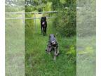 Great Dane DOG FOR ADOPTION RGADN-1360832 - Zeke - Great Dane (short coat) Dog