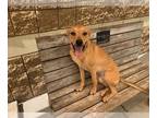 Black Mouth Cur Mix DOG FOR ADOPTION RGADN-1360850 - TAZ - Black Mouth Cur /