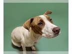 German Shorthaired Pointer Mix DOG FOR ADOPTION RGADN-1360874 - SUNFLOWER -
