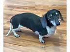 Dachshund DOG FOR ADOPTION RGADN-1360882 - Vera's Maggy Doxie TX - Dachshund