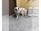 Alaskan Malamute Mix DOG FOR ADOPTION RGADN-1360911 - CUBE - Alaskan Malamute /