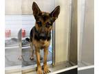 German Shepherd Dog DOG FOR ADOPTION RGADN-1360927 - HOWIE - German Shepherd Dog