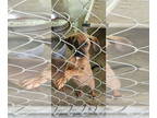 Redbone Coonhound Mix DOG FOR ADOPTION RGADN-1360973 - Louie - Redbone Coonhound