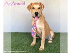 Mastador DOG FOR ADOPTION RGADN-1360977 - Arnold - Labrador Retriever / Mastiff