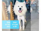 Samoyed DOG FOR ADOPTION RGADN-1361010 - Peter - Samoyed Dog For Adoption