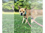 Shiba Inu Mix DOG FOR ADOPTION RGADN-1361015 - Ike - Shiba Inu / Mixed Dog For
