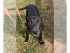 Labrador Retriever-Mountain Cur Mix DOG FOR ADOPTION RGADN-1361030 - Bailey -