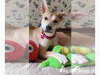 Greyhound-Huskies Mix DOG FOR ADOPTION RGADN-1361049 - Big Boy - Husky /