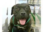 American Pit Bull Terrier Mix DOG FOR ADOPTION RGADN-1361050 - Rachel Sabra