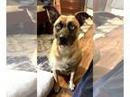 Huskies Mix DOG FOR ADOPTION RGADN-1361057 - Skylar - Husky / Mixed (short coat)
