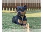 Rottweiler Mix DOG FOR ADOPTION RGADN-1361179 - MEREDITH - Rottweiler / Mixed