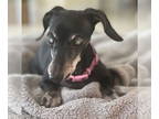 Dachshund DOG FOR ADOPTION RGADN-1361194 - Hailey - Dachshund (short coat) Dog