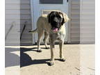 Mastiff DOG FOR ADOPTION RGADN-1361195 - Nalaruby - English Mastiff (medium