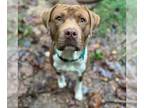 American Pit Bull Terrier Mix DOG FOR ADOPTION RGADN-1361196 - Sheetz: Not at