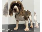 Cockalier DOG FOR ADOPTION RGADN-1361220 - Shiloh - Cocker Spaniel / Cavalier