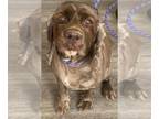 Cocker Spaniel DOG FOR ADOPTION RGADN-1361221 - Trixie - Cocker Spaniel Dog For