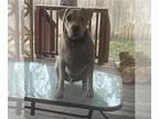Dogo Argentino DOG FOR ADOPTION RGADN-1361237 - IRA - Dogo Argentino (medium