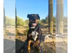 Australian Shepherd-Rottweiler Mix DOG FOR ADOPTION RGADN-1361243 - Rosie -