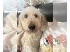 Goldendoodle DOG FOR ADOPTION RGADN-1361244 - Cooper - Golden Retriever / Poodle
