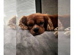 Cavalier King Charles Spaniel DOG FOR ADOPTION RGADN-1361260 - Lando - Cavalier