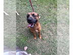 Labrador Retriever Mix DOG FOR ADOPTION RGADN-1361267 - Cooper - Labrador