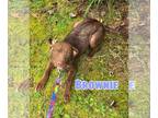 Labrador Retriever Mix DOG FOR ADOPTION RGADN-1361280 - Brownie - Labrador