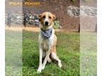 Great Pyrenees Mix DOG FOR ADOPTION RGADN-1361295 - Peaches - Great Pyrenees /
