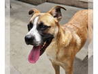 Boxer Mix DOG FOR ADOPTION RGADN-1361309 - Oscar - Boxer / Shepherd / Mixed Dog